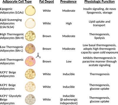 Frontiers | Deconstructing Adipose Tissue Heterogeneity One Cell at a Time