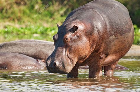 Wild hippo Stock Photo by ©muha04 1607229