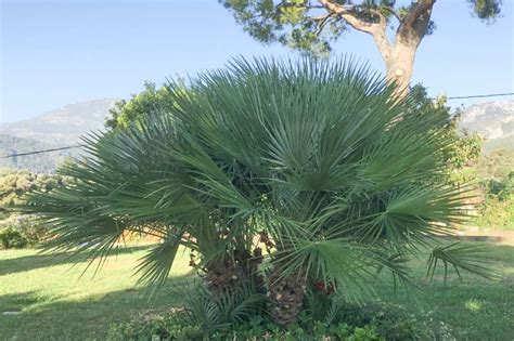 Chamaerops humilis (European Fan Palm)