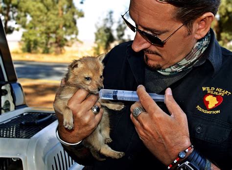 6 Black-backed Jackal pups rescued from a farm, and taken to safety