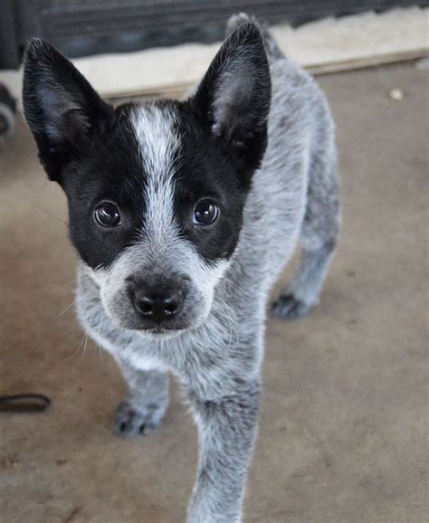 a small black and white dog standing on top of a cement floor