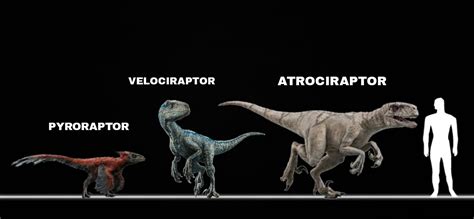 Velociraptor Size Comparison Jurassic Park