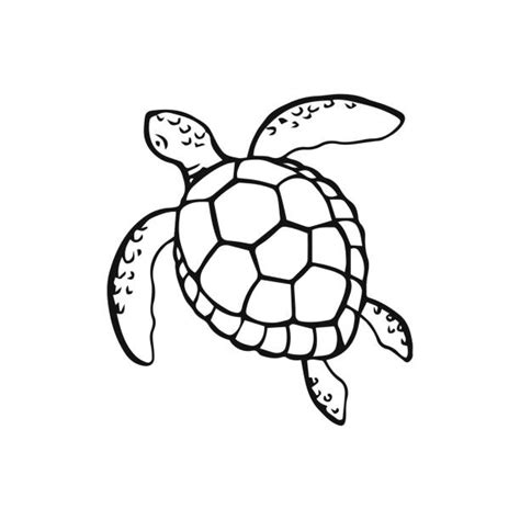 Sea Turtle Outline Drawings Illustrations, Royalty-Free Vector Graphics ...