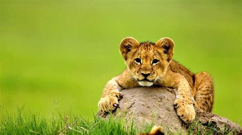 1080P free download | Cute Little Cub Holding Hands In Rock Between ...