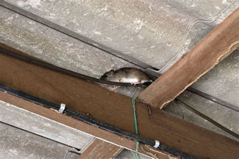 How to Remove Rodent Droppings in Your Attic | Attic Projects Company