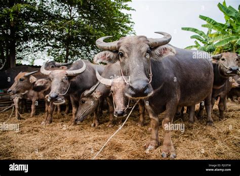 Carabao buffalo hi-res stock photography and images - Alamy