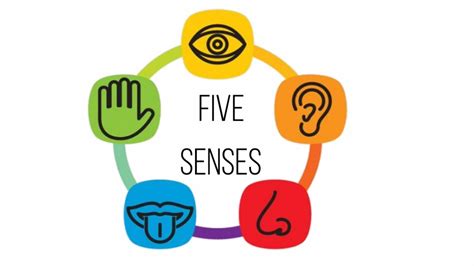 5 Senses Clipart | Free download on ClipArtMag