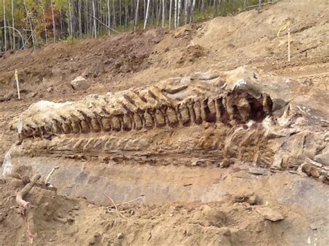 EPHS Honors Biology Blog Foley: Huge New Dinasaur Fossils Discovered in ...