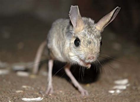 Jerboa | rodent | Britannica.com