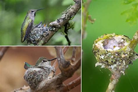 All About Hummingbird Nests (Nest Facts: 12 Species) - Bird Feeder Hub