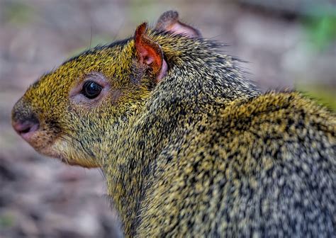 Agouti Azara'S Rodent - Free photo on Pixabay - Pixabay