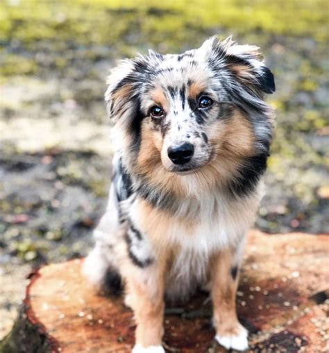 Mini Aussie | Mini aussie, Corgi, Aussie