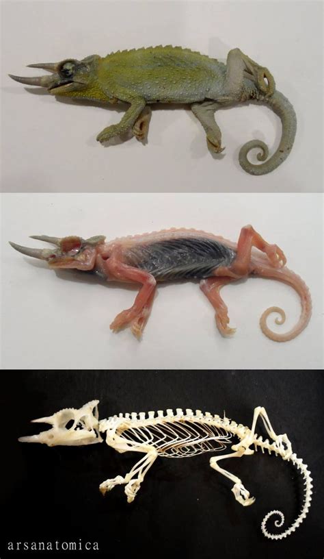 17+ best images about CHAMELEON ANATOMY on Pinterest | Panthers ...