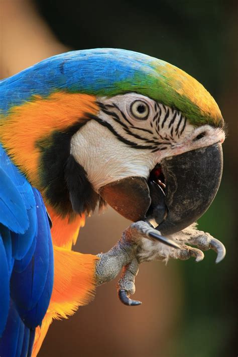 Blue and Gold Macaw Lifespan And Facts - Pet Lovers Nigeria