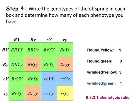 PPT - C-Notes: Dihybrid Cross (Punnett Square w/ 2 traits) PowerPoint ...