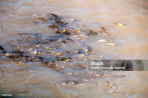 European Carp An Introduced Invasive Pest In The Australian Freshwater ...