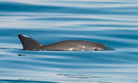 Vaquita | Species | WWF