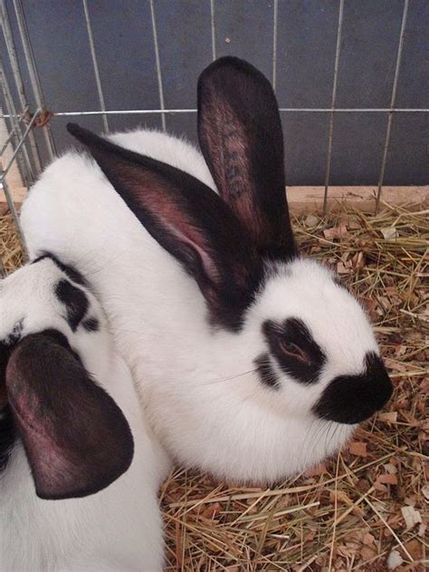 Loving Bunnies: Black and White Rabbit Breeds