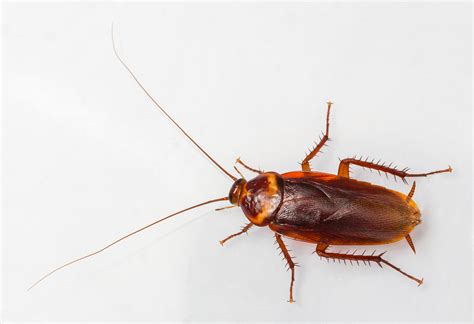 American Cockroaches - Identification | Threats | Treatment