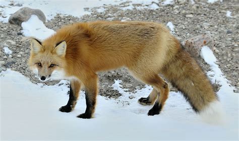 Red Fox Habitat