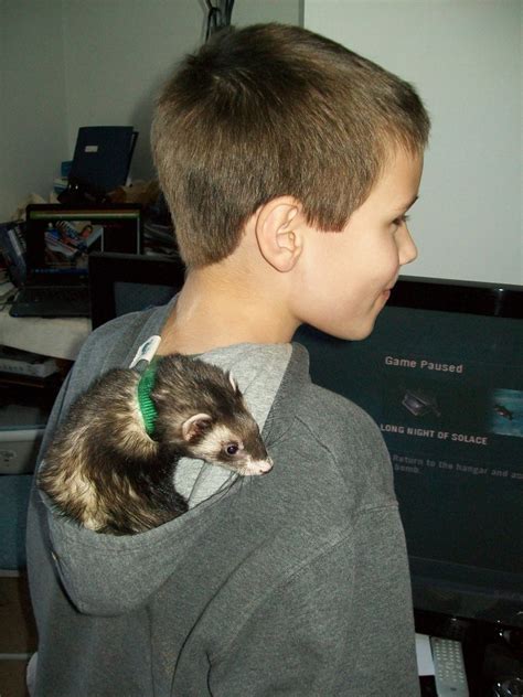 What toys are good for ferrets?