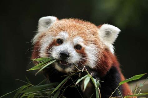 Red panda genes suggest there are actually two different species | New ...