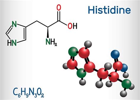 Histidine: Requirements, Functions, Benefits, and Best Food Sources