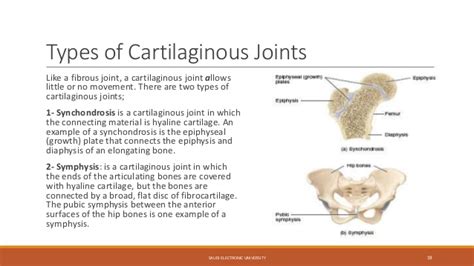 86 Awesome What Is A Synchondrosis Joint - insectza