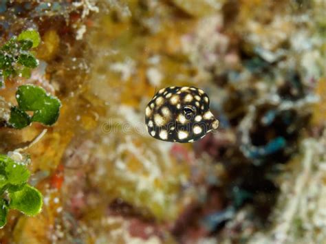 Closeup of a Cute Tiny Juvenile Smooth Trunkfish Stock Photo - Image of ...