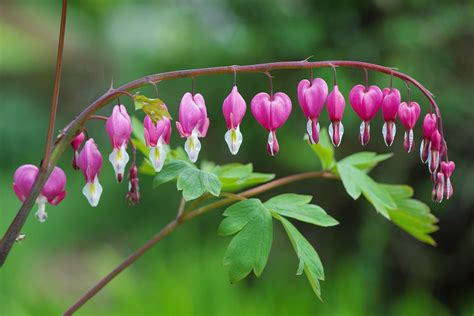 Growing and Caring for Common Bleeding Heart