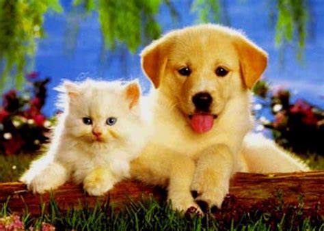 Pin by Kate on Pets That Make You Smile | Kittens and puppies, Cute ...