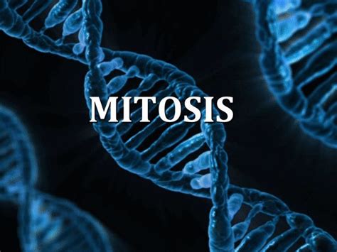 FREE VIDEO ANIMATION OF MITOSIS in 3 Minutes | Mitosis, Interactive ...