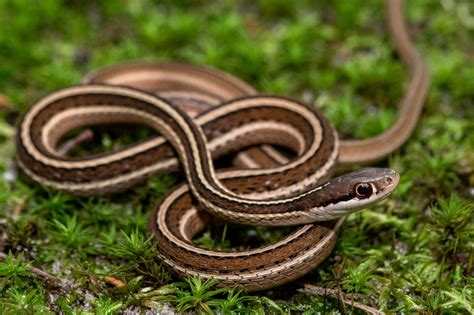 Snakes of South Carolina | South Carolina Partners in Amphibian and ...