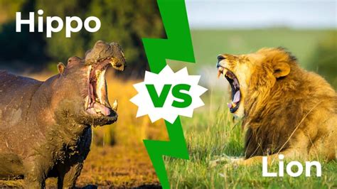 Hippo vs Lion: Who Would Win in a Fight? - IMP WORLD