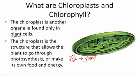 Functions of Chloroplasts and Chlorophyll - YouTube