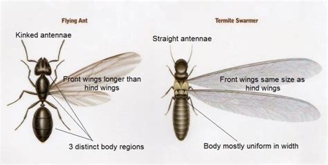 How To Identify a Termite vs. Flying Ant | Termite control, Termites, Ants