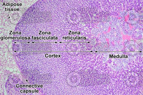 Rat. Adrenal gland. Transverse section. 100X - Rat - Mammals ...