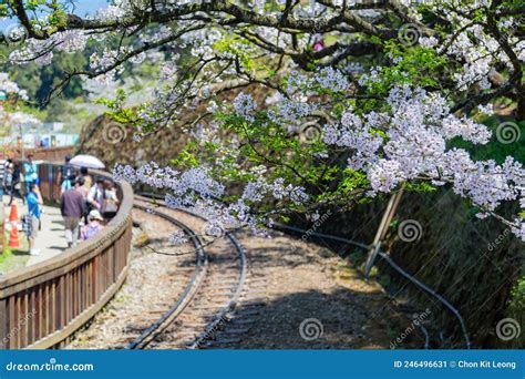 Cherry Blossom in Alishan National Forest Recreation Area Editorial ...