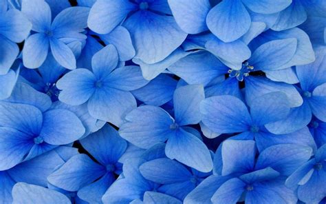 Blue Flowers Wallpapers - Wallpaper Cave