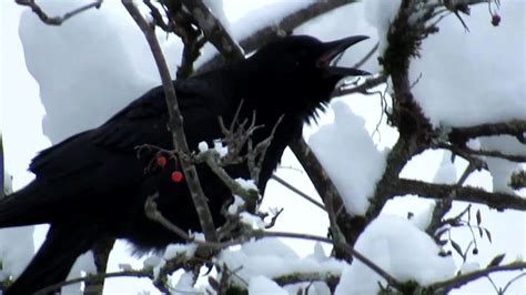 Crows Cawing & Flying Away in Heavy Snow - YouTube