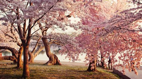 Japanese Cherry Blossom Desktop Background