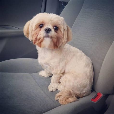 The Adorable Maltese Shih Tzu (AKA MalShi) Is About To Win You Over ...