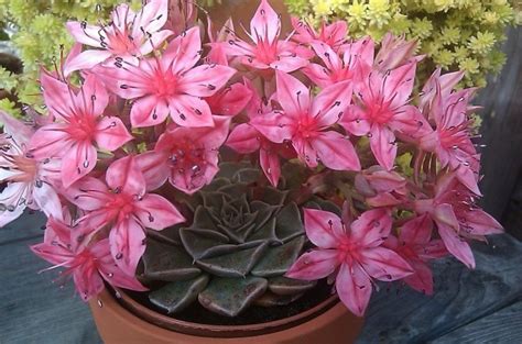 Flores de cactus y suculentas: preciosas imágenes | Plantas