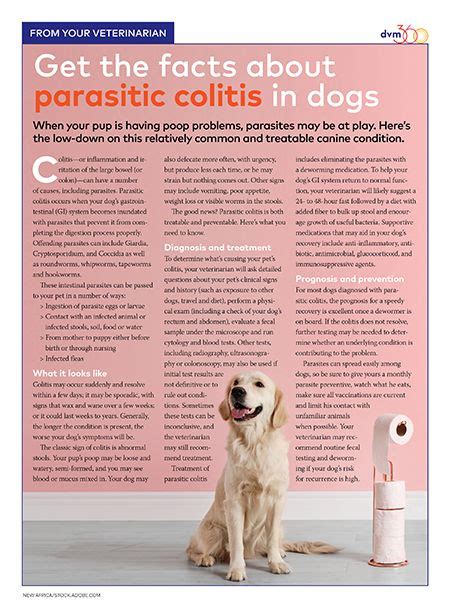 Top Causes Of Colitis In Dogs PetCareRx | ubicaciondepersonas.cdmx.gob.mx