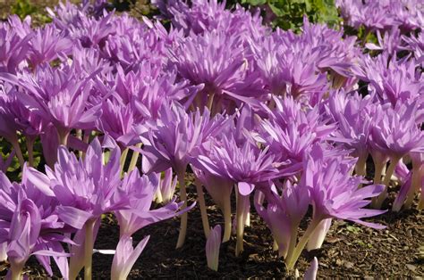 Colchicum or Autumn Crocus?