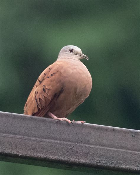 Ruddy Ground Dove | Metropolitan Nature Park, Panama City, P… | Flickr