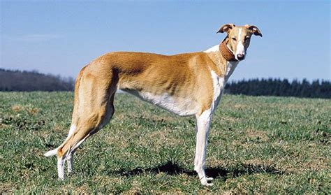 Polish Greyhound - Dog Breed Information, Photo, Care, History - Fello.pet