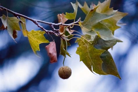 Collecting and Preparing a Sycamore Seed for Planting