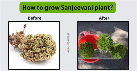 Sanjeevani Plant Benefits, Grow, Care & Mythology — Save Earth Life