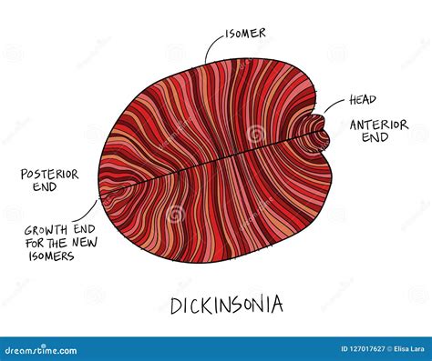 Dickinsonia Fossil Sketch Illustration. Paleontology Drawing Stock ...